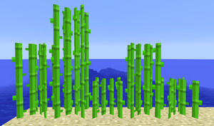 Sugar Cane