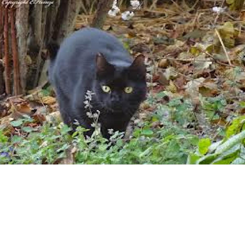Datei:Wikia-Visualization-Main,demeinewarriorcatsgeschichten.png