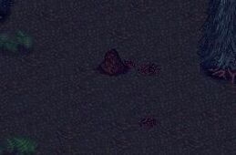 Ant