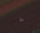 Plik:Rabbit gra.png
