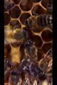 Thumbnail for version as of 03:32, October 22, 2010
