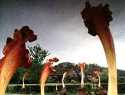 Triffids 003