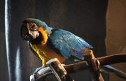 Parrot