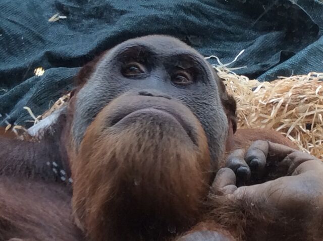 File:Orang.jpg