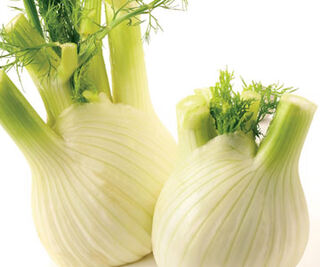 Fennel