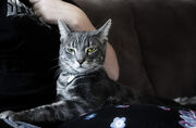 Superior Cat