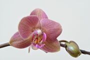 Orchid