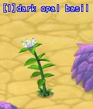 File:Dark opal basil.jpg