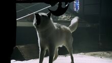 hemlock grove wikia