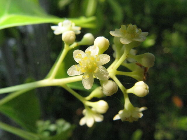 Archivo:Cinnamomum camphora.jpg