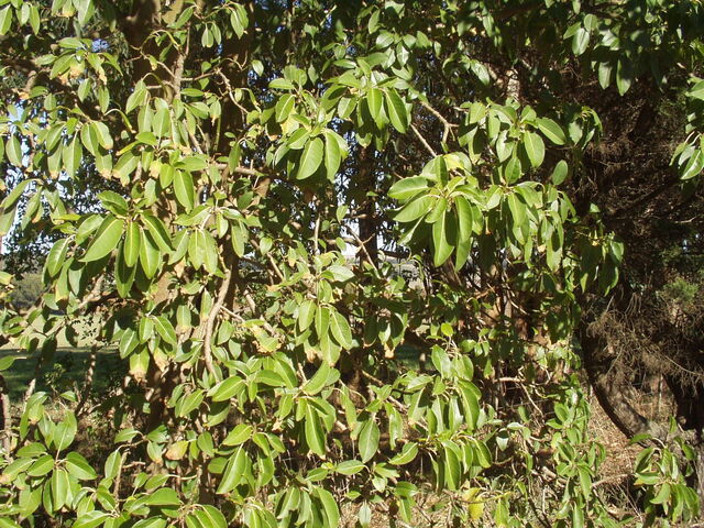 Archivo:Ombu.jpg