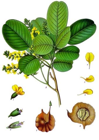 Archivo:Pterocarpus santalinus.jpg