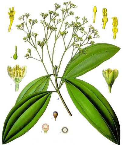 Archivo:C cassia Koehler-039.jpg