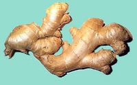 Rizoma.png