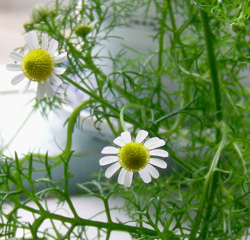 Archivo:Chamomile Flowers 2.png