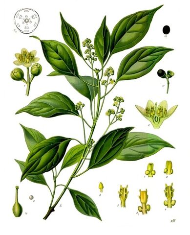 Archivo:Koehler-181.jpg