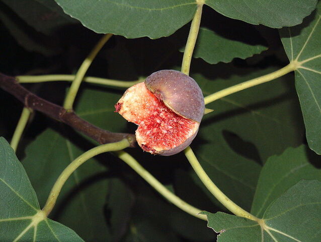 Archivo:Stueber -Ficus carica.jpg