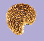 Abelmosco.png