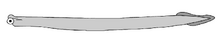A conodont