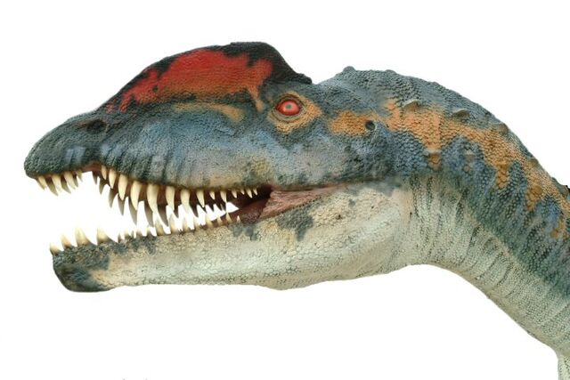 File:Dilophosaurus029.jpg