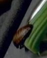 Thumbnail for version as of 19:38, February 13, 2010