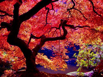 Maplesong