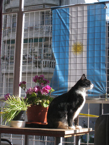 Archivo:Proud Argentine Kitty.jpg