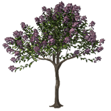 Image - Marketplace Lilac Tree-icon.png | Hidden Chronicles Wiki