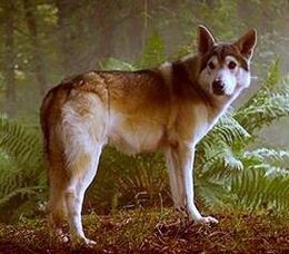 Nymeria (lobo huargo)  Hielo y Fuego Wiki  FANDOM 