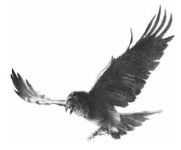 Crow by Douglas Wheatley©