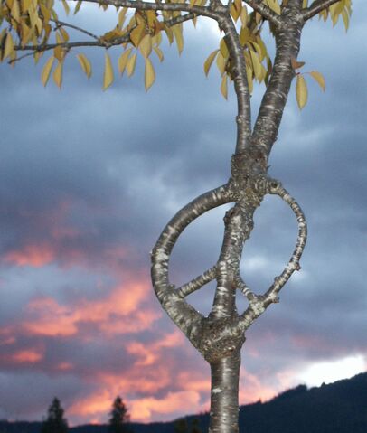 File:Peace web.jpg
