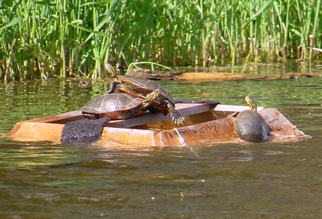 File:Turtles on trap1.jpg