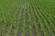 976838 palay