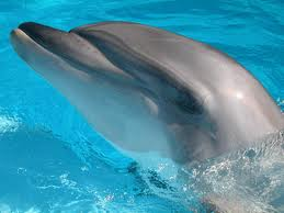 File:Dolphin.png
