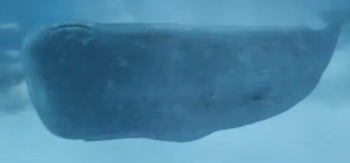 Magrathean whale