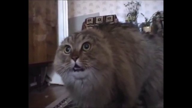 File:Hitler phones NONONONO Cat.png