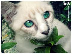 File:Leafstripe.jpg