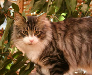 File:Petalfur.jpg