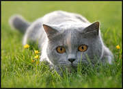 File:Cinderpelt.jpg