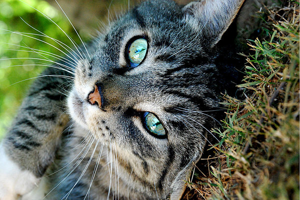 File:Specklemoon.jpg