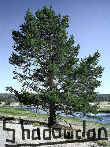 File:Pine-tree-shadowclan.jpg