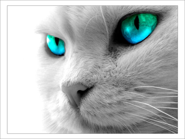 File:Cat-blue-eyes.jpg