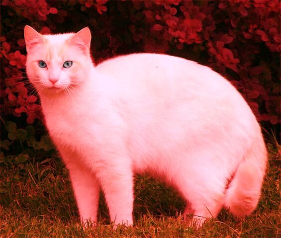 File:Clawpaw.jpg