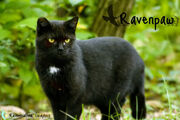 Ravenstar