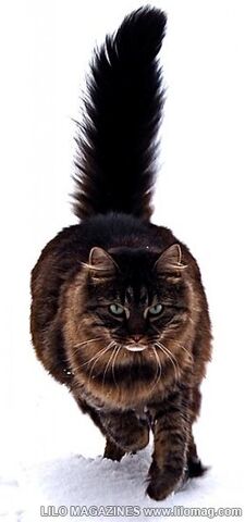 File:Brambletooth.jpg