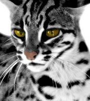 Silverpaw