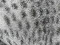 Thumbnail for version as of 01:21, July 20, 2010