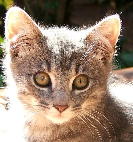 File:Little-grey-kitten-2-1-.jpg