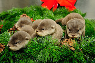 Otter Christmas