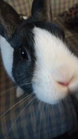 File:Steel nose.jpg